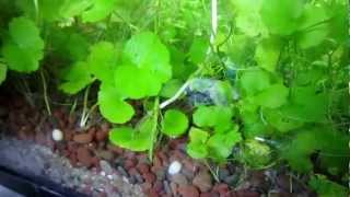 HYDROCOTYLE LEUCOCEPHALAwmv [upl. by Okram]