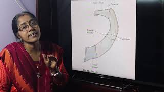 Lecture On Rib part II [upl. by Aekin]