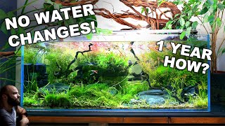 NO WATER CHANGES for a YEAR Ecosystem Aquarium How To [upl. by Bittner]