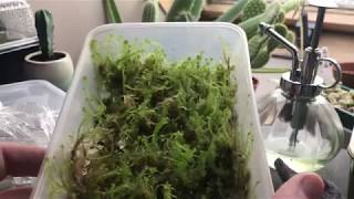 How to grow sphagnum moss uk great results [upl. by Khano]