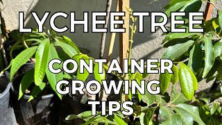 Lychee Tree growing in Containers  Tips and Tricks I use [upl. by Albion422]