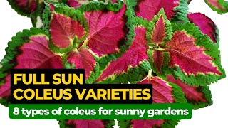 8 Amazing Coleus Varieties for Full Sun [upl. by Eledoya]