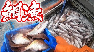 【超豪華】あのオメデタイ魚が大量に釣れました！！ [upl. by Ecissej94]