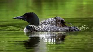 Loons Calling [upl. by Corso]