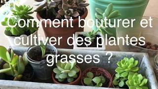 BOUTURER ET CULTIVER DES PLANTES GRASSES DE AZ [upl. by Nalloh89]