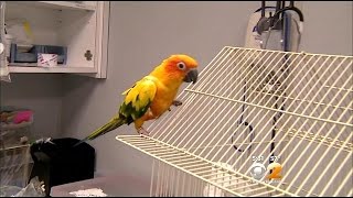 CBS2 Exclusive Illness In Birds Could Spread To Humans [upl. by Bohs]