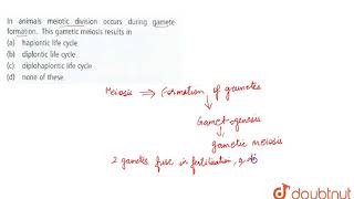 In animals meiotic division occurs during gamete formation This gametic meiosis results in [upl. by Elleniad]