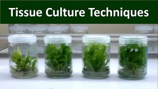 Techniques of Invitro Micro propagation  Tissue Culture [upl. by Foskett182]