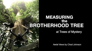 Measuring the Brotherhood Tree  Aerial Views [upl. by Aranaj]