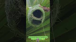 birds weaverbird nature nest hummingbird wanderbirds birdwatching natureswindow birdsounds [upl. by Dotson]