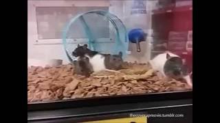 Animal Cruelty at Petco The Cover Up Official Trailer 2017 [upl. by Adaj629]