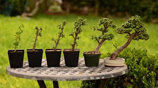 From Cutting to Bonsai Tree  6 Year Evolution of a Portulacaria afra  Little Jade Bonsai [upl. by Eesdnil]