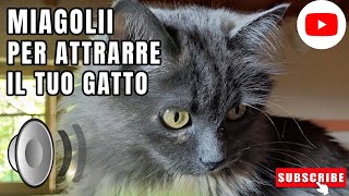 Gatto che miagola  Suoni per attrarre gatti [upl. by Annor]