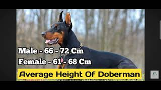 Doberman ka introduction fast facts india [upl. by Nyrahs]