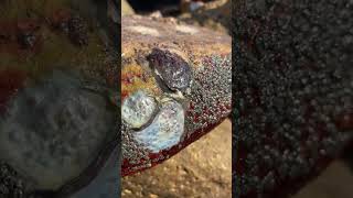 What’s barnacles barnacles removal remove snail [upl. by Woodley]