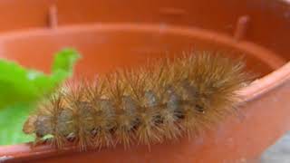 The Buff Ermine moth caterpillar  Spilosoma luteum  Fiðrildalirfa  Brúnhærð lirfa  Skordýr [upl. by Obed]