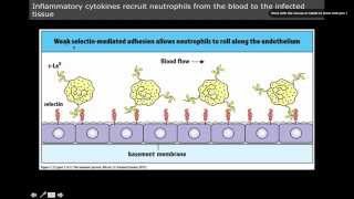 Immunology innate immunity Neutrophil Homing [upl. by Aroled]