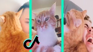 Cooter the talking kitty  Cooter the cat part 3 [upl. by Sonnnie]