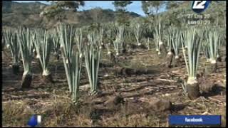 El cultivo de henequén en El Salvador [upl. by Aicetal149]