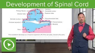 Development of Spinal Cord and Brainstem – Embryology  Lecturio [upl. by Antebi593]