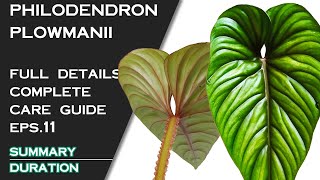 PHILODENDRON PLOWMANII FULL DETAILS AND CARE GUIDE [upl. by Akcinahs363]