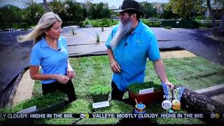 KCAL9 News inTHEGarden covers Kurapia on drought tolerant [upl. by Alywt222]