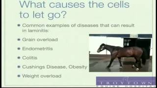 Laminitis in Horses Seminar by Equine Vet  Part 21 [upl. by Euqinim]