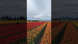 💐 Tulip Festival In USA  Tulip Garden 🌷 tulip tulipgarden seattle washington [upl. by Liagiba]