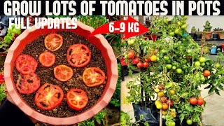 How To Grow Tomatoes At Home SEED TO HARVEST [upl. by Hardden]