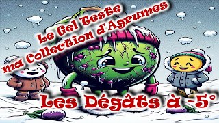 VLOG AGRUME❄️Dégâts à 5°C❄️le Gel 🥶teste ma Collection [upl. by Ailhat245]