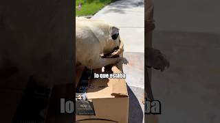 Este PERRITO está LOCO por abrir este PAQUETE 😨 [upl. by Flossi]