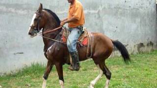 Caballo de paso costarricense [upl. by Aicemak285]