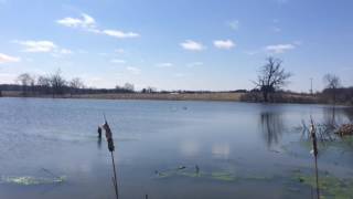 Trumpeter swans return to pond near Ann Arbor [upl. by Agee]