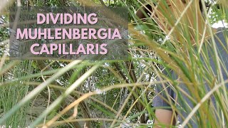 How to Divide Muhlenbergia capillaris Free Plants from Nursery Extras [upl. by Hamfurd112]