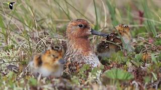 Spoonbilled Sandpiper Hatch [upl. by Demy359]