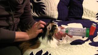 feline asthma  treatment with Aerokat inhaler [upl. by Dewhirst869]