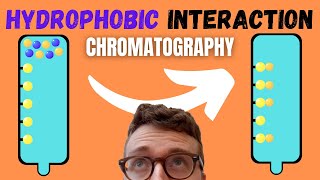 5 Steps of Hydrophobic Interaction Chromatography HIC [upl. by Sybille734]