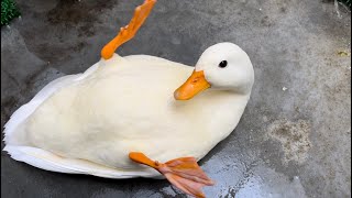 Rescue Chotchy Our Pet Call Duck [upl. by Anayrb]