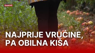 Rodilo je nikad manje jabuka gotovo trećina je praktički uništena a cijena  RTL Danas [upl. by Hirsch]