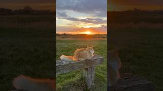 Look who is enjoying the sunset 🐱❤️catshorts sunset naturelovers shorts uk [upl. by Kraul]