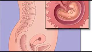 Embarazo semana a semana Semana 1 a 40 Desarrollo fetal y Sintomas [upl. by Jaehne]