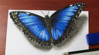 How to Draw a Realistic Butterfly [upl. by Leanard]