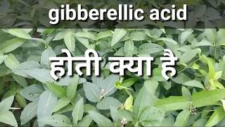 जिब्रेअलिक एसिड हॉर्मोन के बारे में संपूर्ण जानकारी ।Gibberellic acid plants compelet information [upl. by Nosloc945]