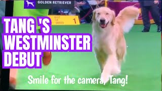 Tangs exciting moments at Westminster Dog Show [upl. by Alfeus428]