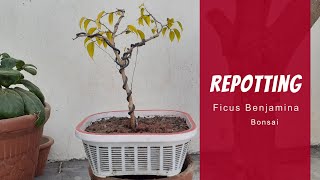 Repotting Ficus Benjamina Bonsai A Complete Guide [upl. by Barrett]