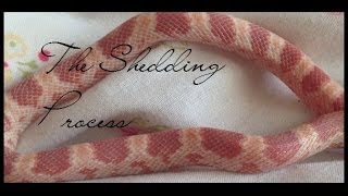 Corn Snake  The Shedding Process [upl. by Dirgis415]