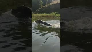 Hippopotamus running in Hawassa Lake Ethiopia Africa [upl. by Nlycaj]