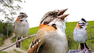 Vários Tico ticos cantando ao vivo na natureza para estímulo de canto e de casais para reprodução [upl. by Aisined]