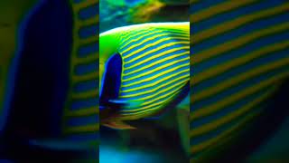 quotFishquot surgeonfish fishbiologist ocean aquatics nature fish [upl. by Ayitahs]