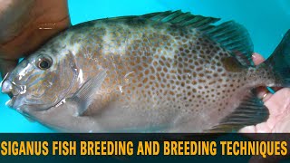 Siganus fish breeding and breeding techniques [upl. by Leonora936]